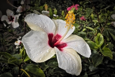 White Hibisco flower