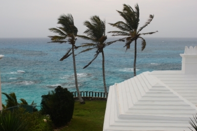 Palm trees moving with the wind
