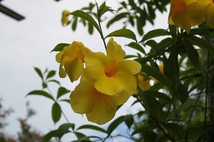Flower: Hybisco